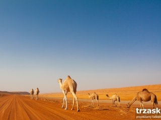 Z wyprawy do Omanu i Zjednoczonych Emiratów Arabskich